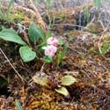 Pyrola grandiflora blooming, short statured, flowering